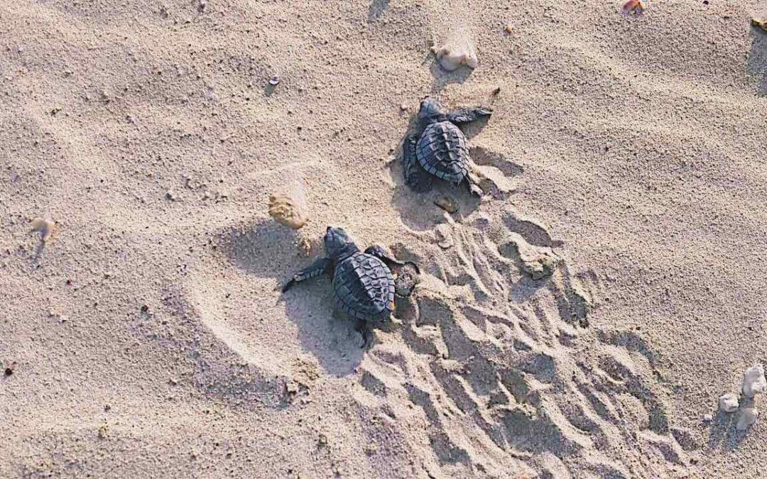 Inaladelan Island Resort Together With DENR Released A New Batch Of Baby Turtles