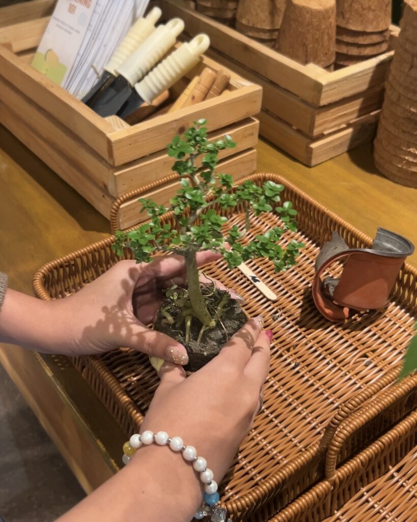Hands potting a small plant for Ameria vegetable garden activity during the open house.